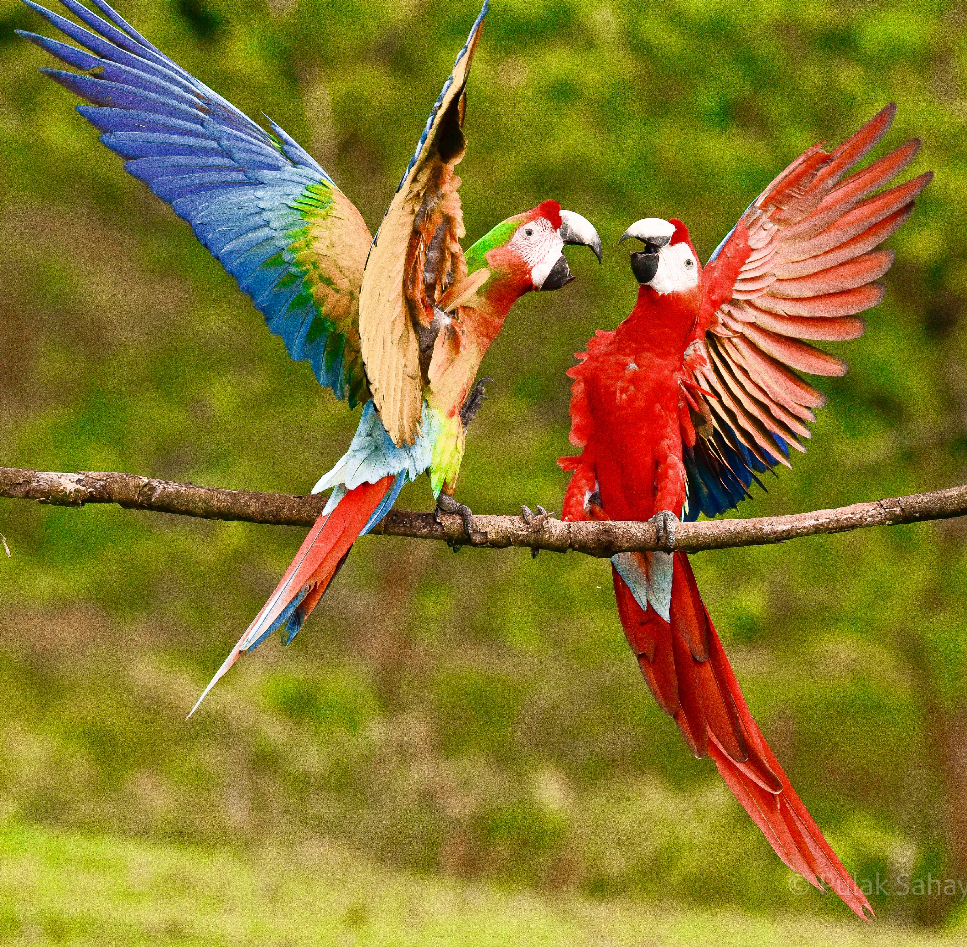 Two Macaws play fighting